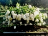 Peegee Hydrangea
